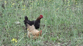 鸡（导航-13088218） - 未分类 - 站酷设计师行摄路上2024原创素材 - 站酷ZCOOL