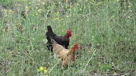 鸡（导航-13088216） - 未分类 - 站酷设计师行摄路上2024原创素材 - 站酷ZCOOL