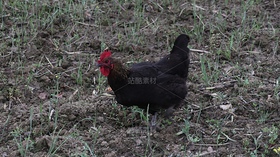 鸡（导航-13088222） - 未分类 - 站酷设计师行摄路上2024原创素材 - 站酷ZCOOL