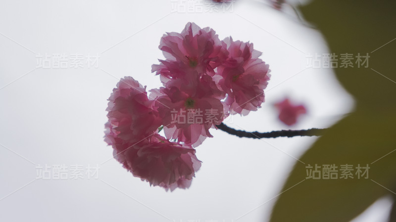 春日红梅花枝特写摄影图