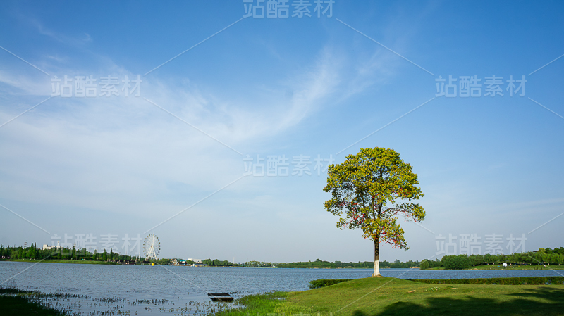 极简湖畔孤树自然景观 清新治愈户外风光摄影素材