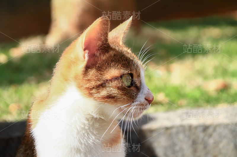 户外橘白猫咪侧脸特写 治愈小猫高清实拍摄影