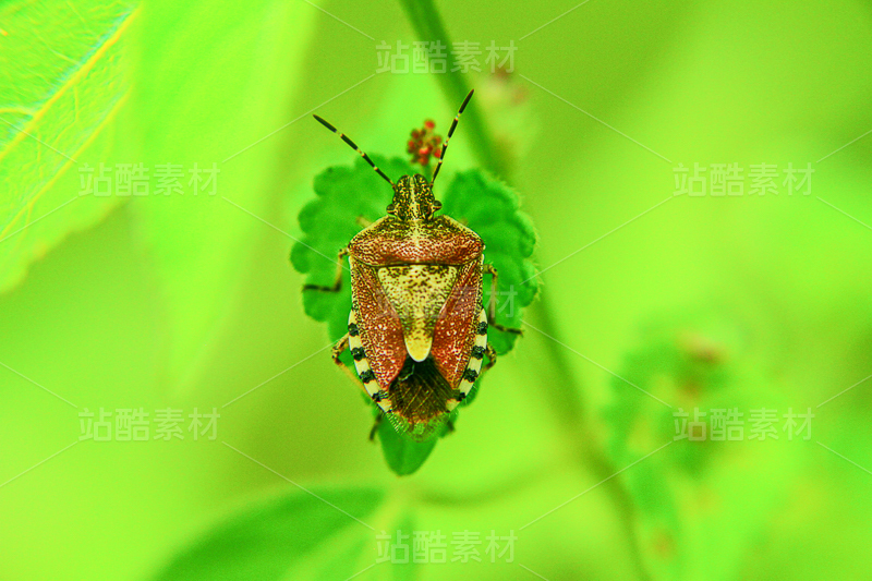 盾蝽若虫特写 绿色树叶昆虫微距自然摄影素材