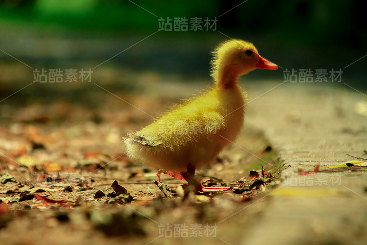 治愈萌宠小黄鸭 浅景深自然生态动物风景素材（主预览-13091657） - 未分类 - 站酷设计师东玉原创素材 - 站酷ZCOOL
