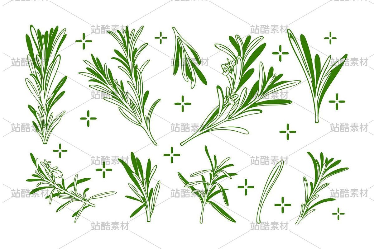 19-迷迭香（主预览-13093838） - 未分类 - 站酷设计师溯洄洄洄原创素材 - 站酷ZCOOL