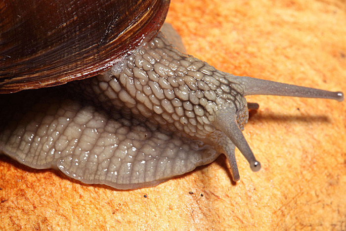 蜗牛头部特写