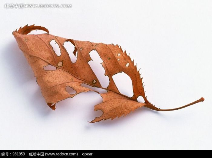 残破的一片枯树叶摄影图片