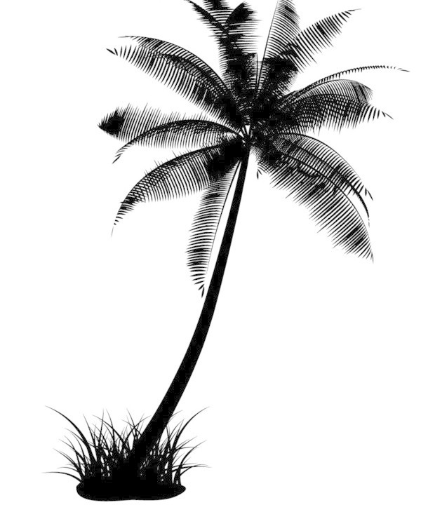 椰子树剪影