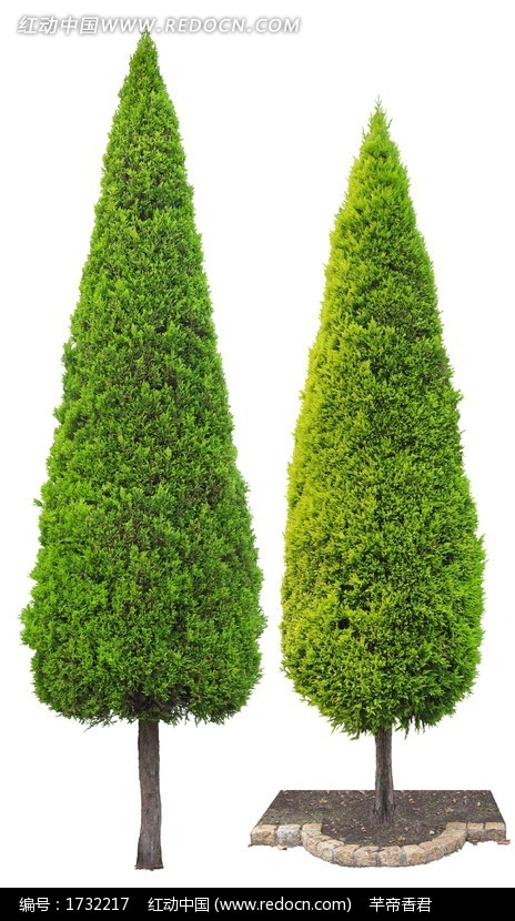 两棵桧柏psd分层素材