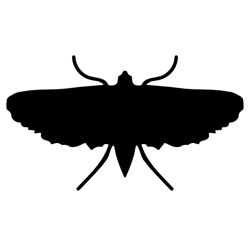 moth insect shape