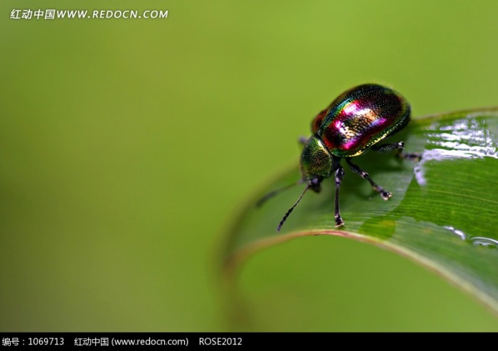 绿色叶子上的一只金龟子图片