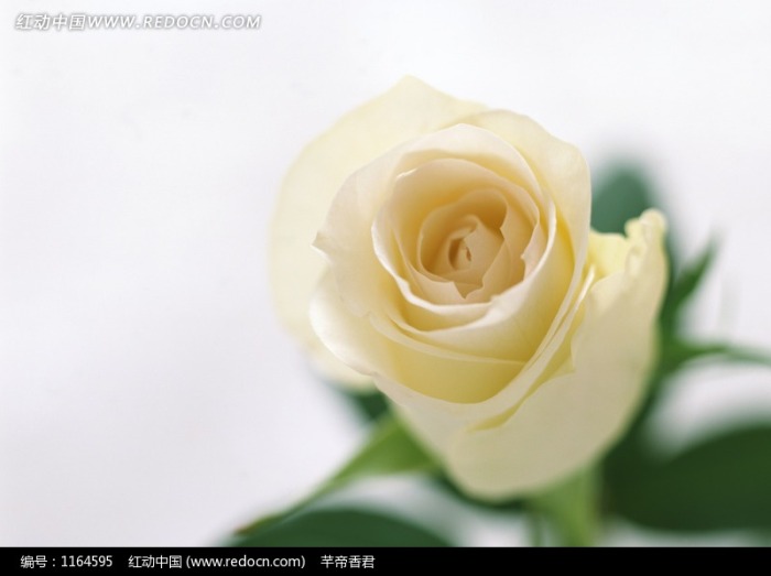 一朵白色玫瑰花图片