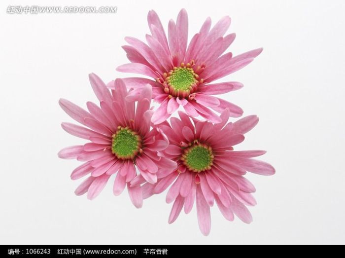 三朵粉色太阳菊图片
