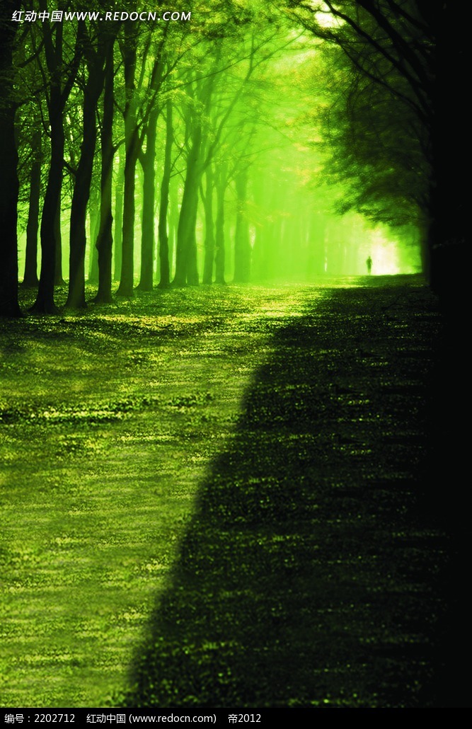夜晚树林里的一缕强光图片
