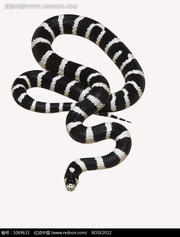 银环蛇和黑白王蛇图片