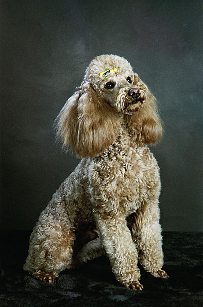 时尚宠物狗摄影