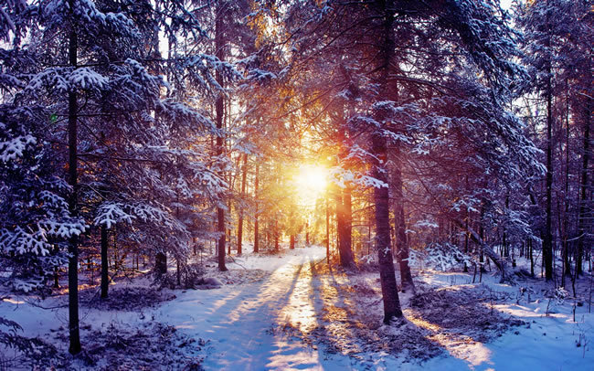 清晨雪景图片唯美图片图片