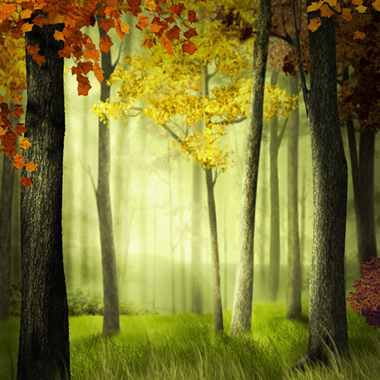 唯美树林背景psd素材