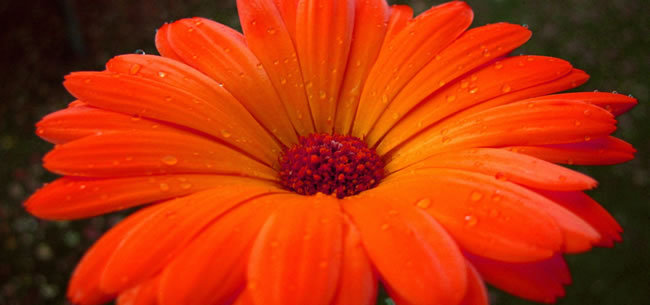 唯美橘色太阳花图片