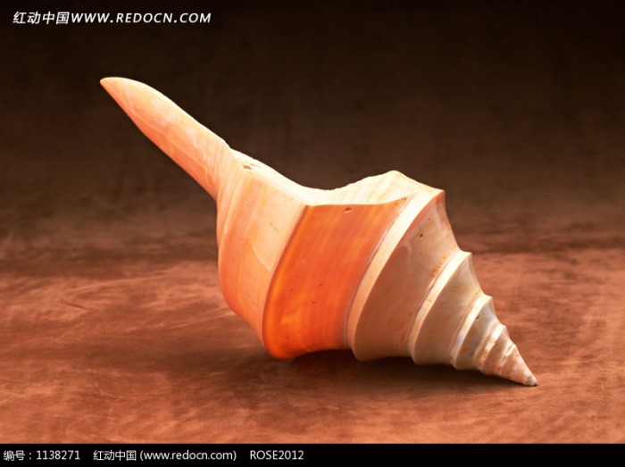 一个锥形的海螺图片