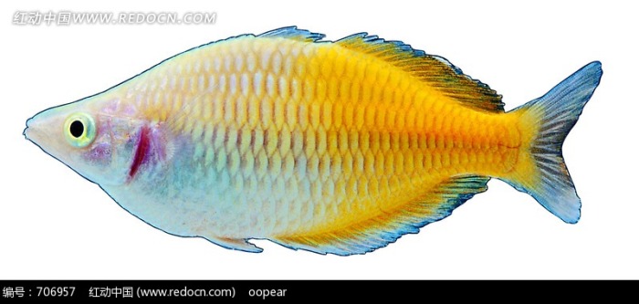 一条金色的鱼图片