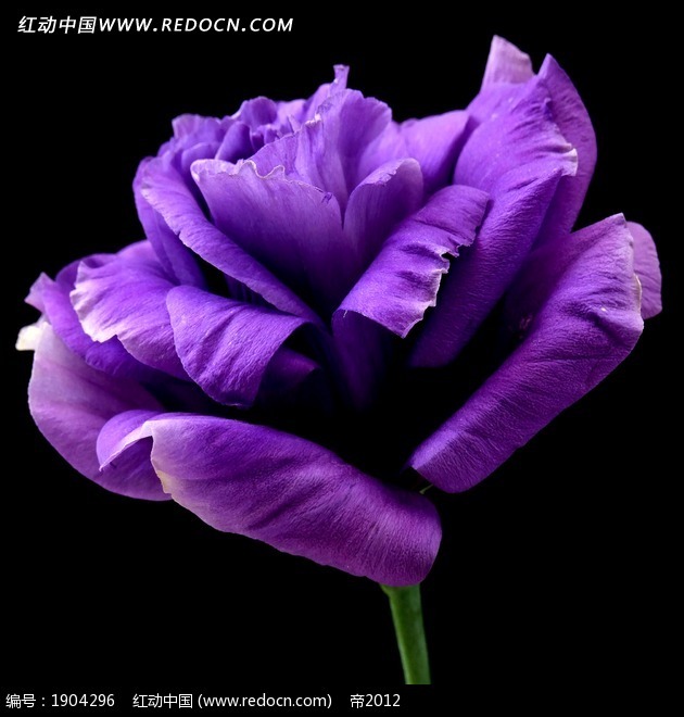 黑色背景下盛开的紫色鲜花图片